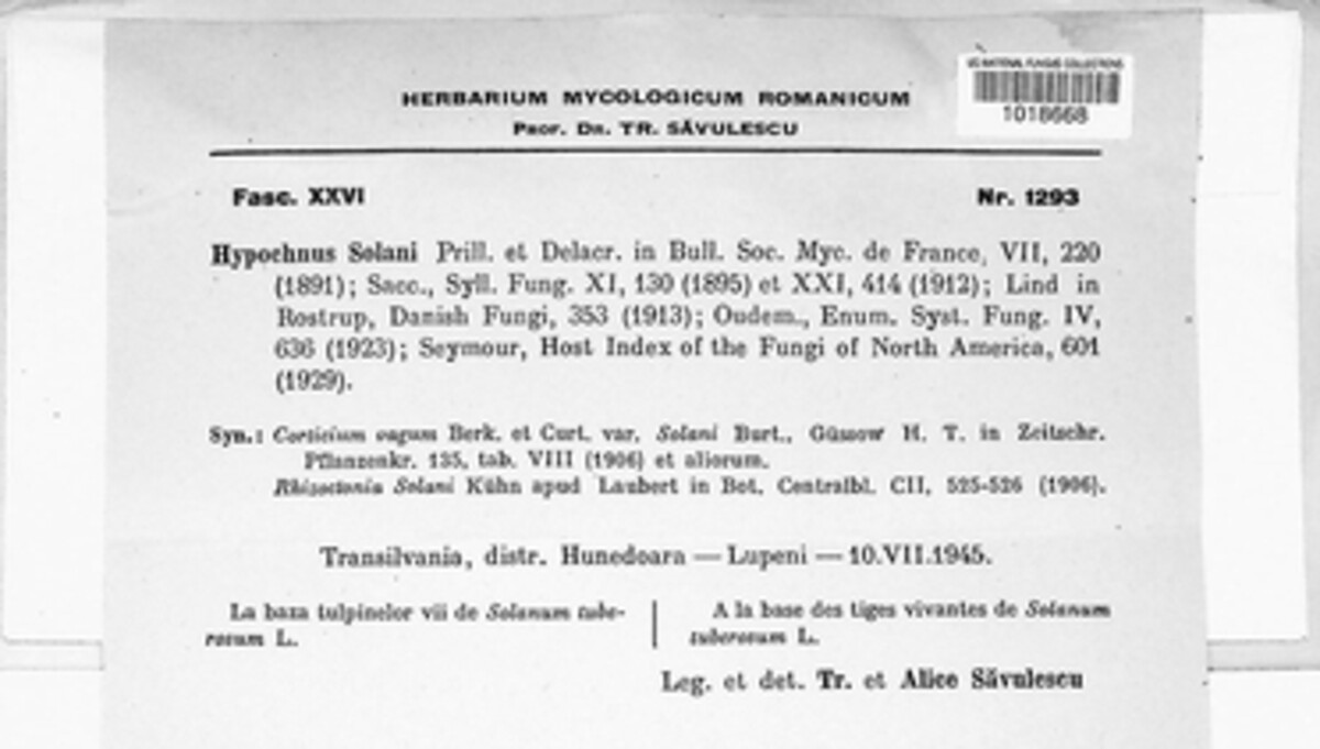 Rhizoctonia solani image
